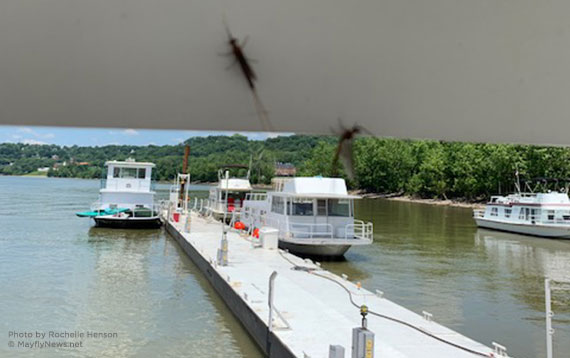 mayflies and boats on Ohio River
