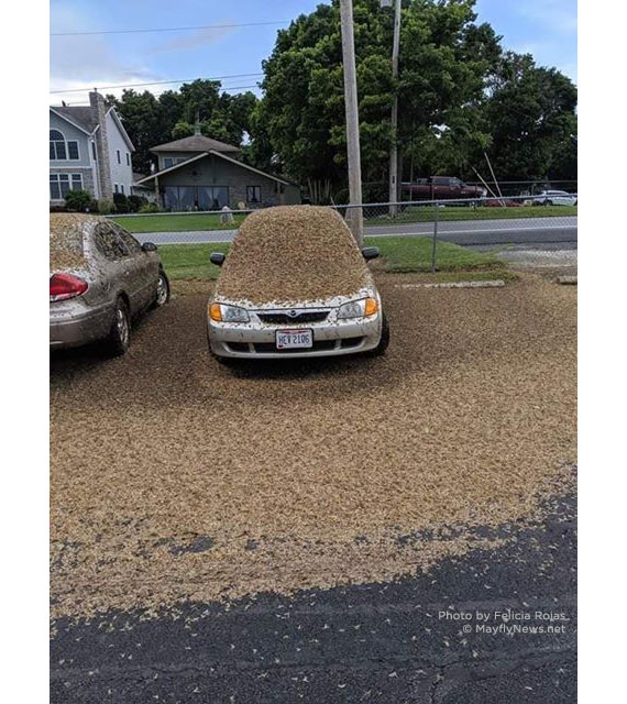 mayflies covering car on Catawba Island Ohio