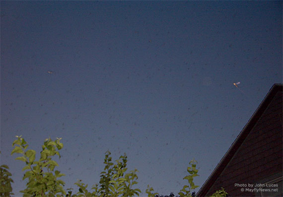 mayflies swarming by house, Pt. Clinton, Ohio, USA