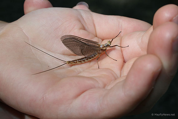 holding a mayfly in hand