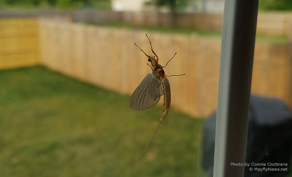 mayfly on window