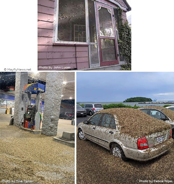 Mayfly piles at gas pump and on car