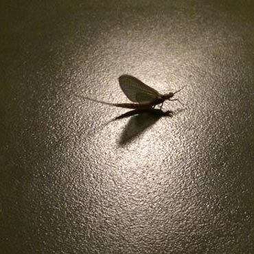 mayfly surreal in shadow